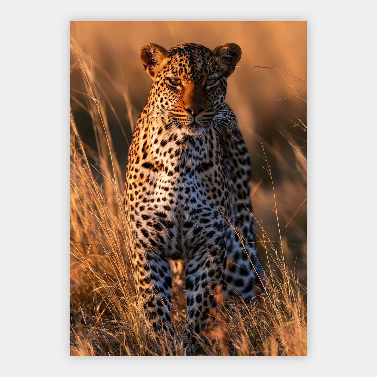 Leopard im Goldgras Poster – Freisteller