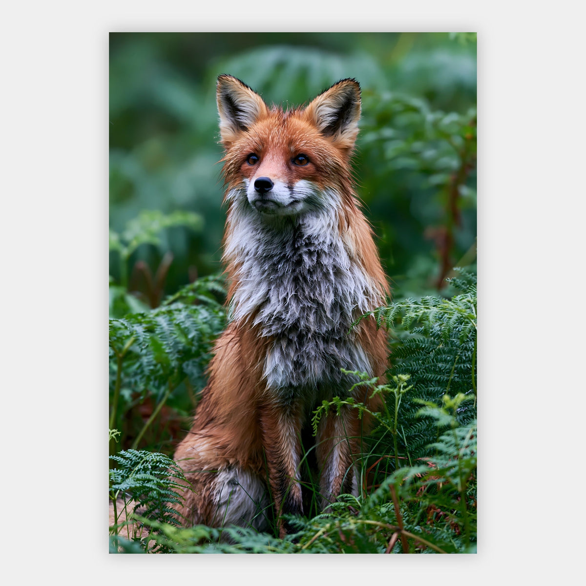 Rotfuchs im Farn Poster – Freisteller