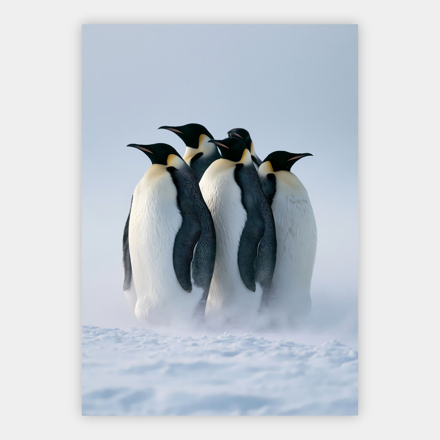 Pinguine im Schneesturm Poster – Freisteller