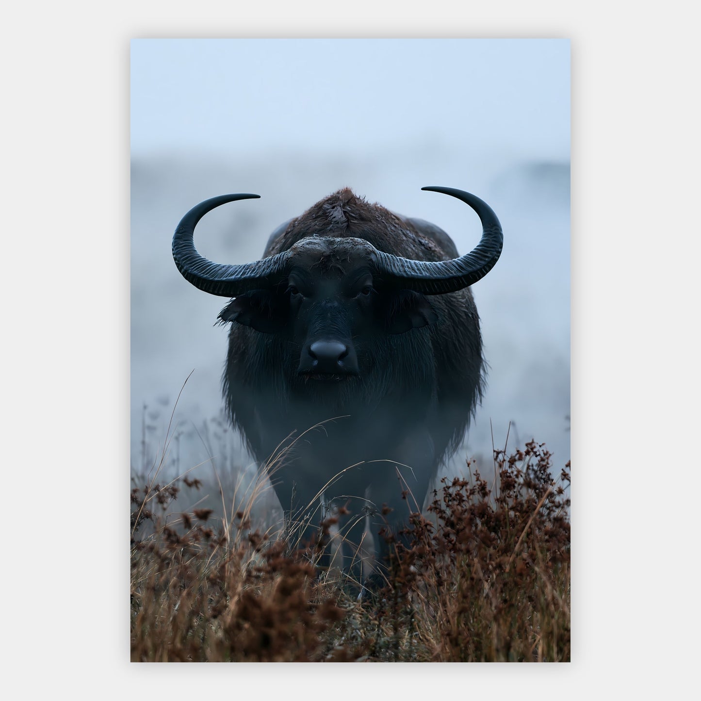 Büffel im Nebel Poster – Freisteller