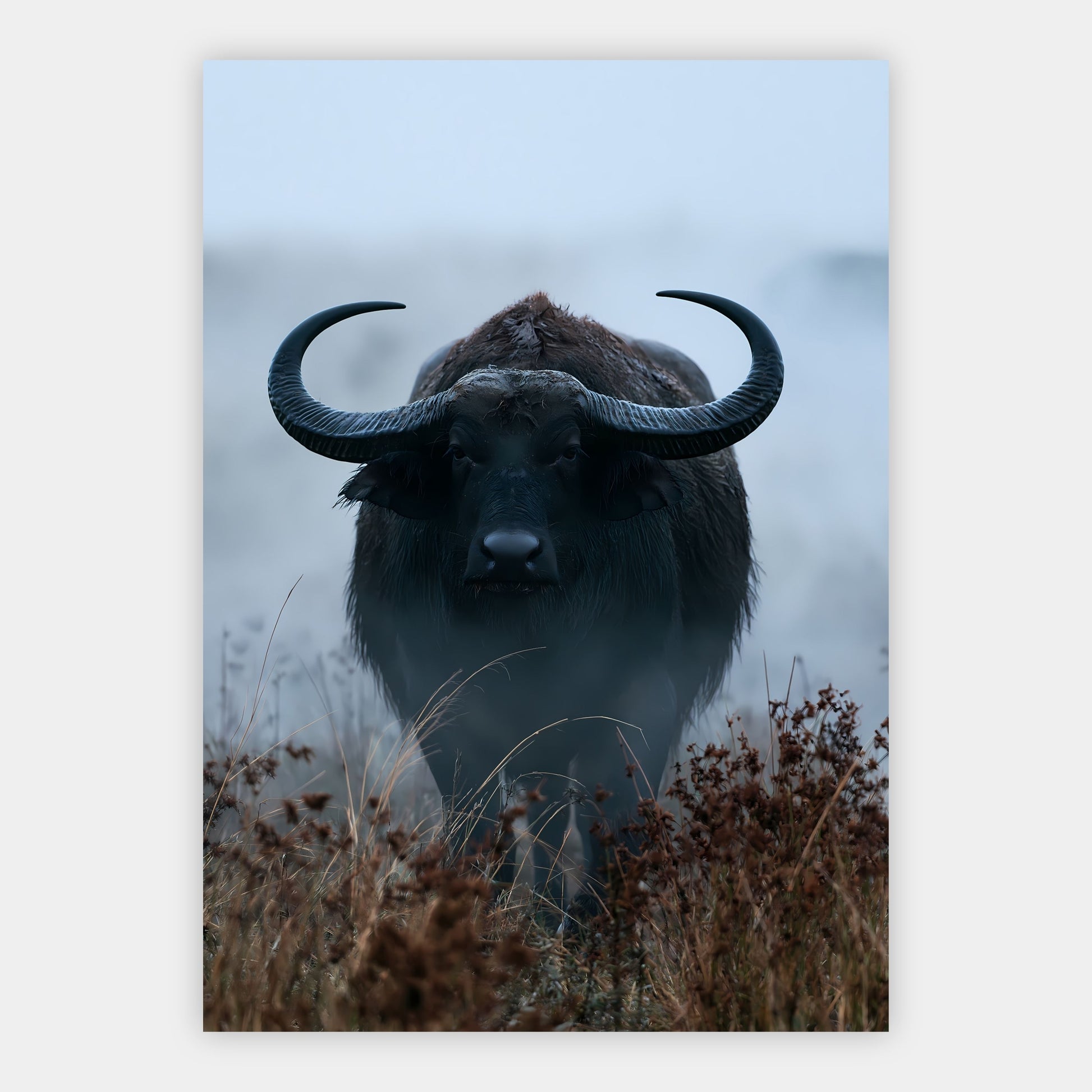 Büffel im Nebel Poster – Freisteller
