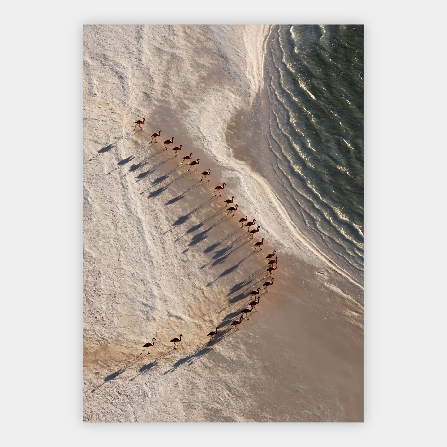 Flamingos als Linien Poster – Freisteller