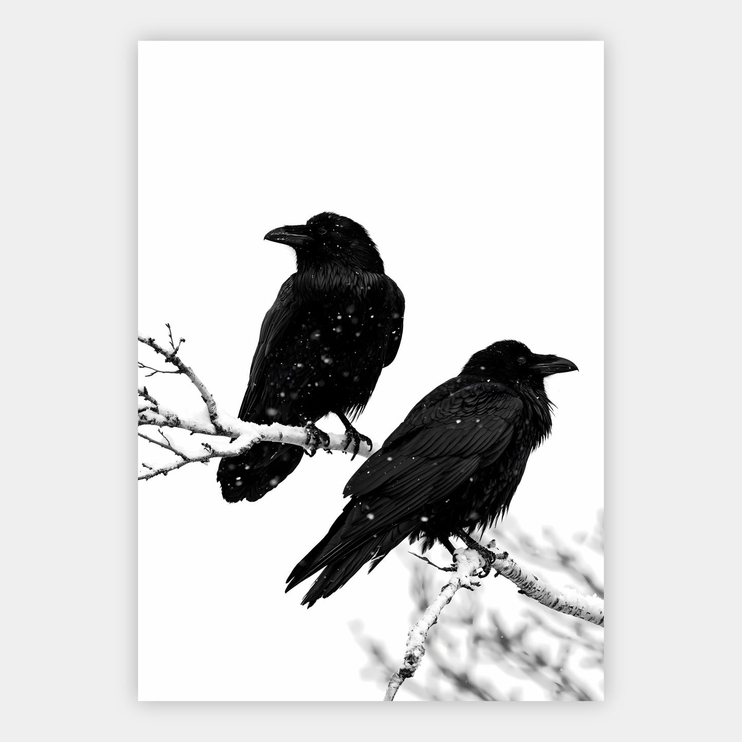Rabenpaar auf Birke Poster – Freisteller