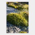 Moos und Granit Poster – Freisteller
