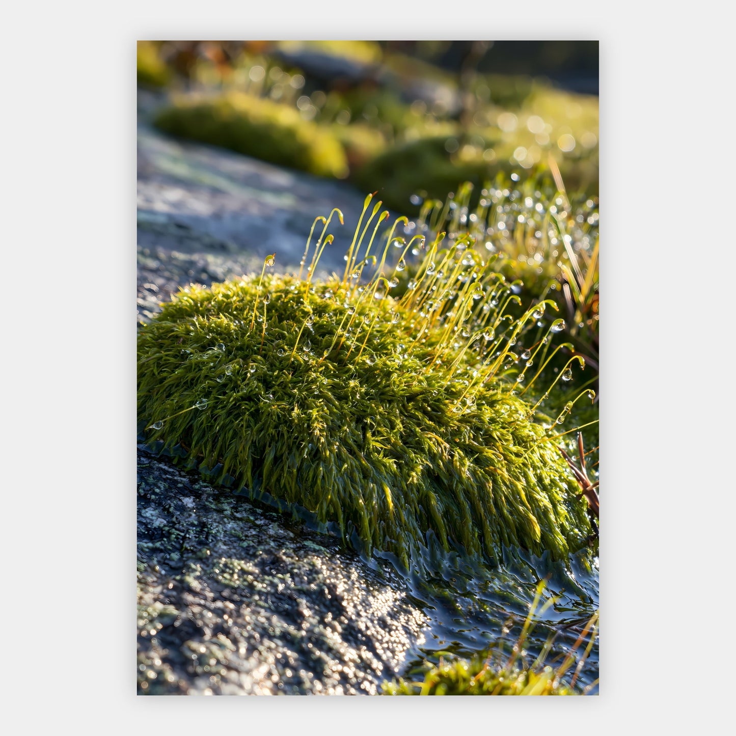 Moos und Granit Poster – Freisteller