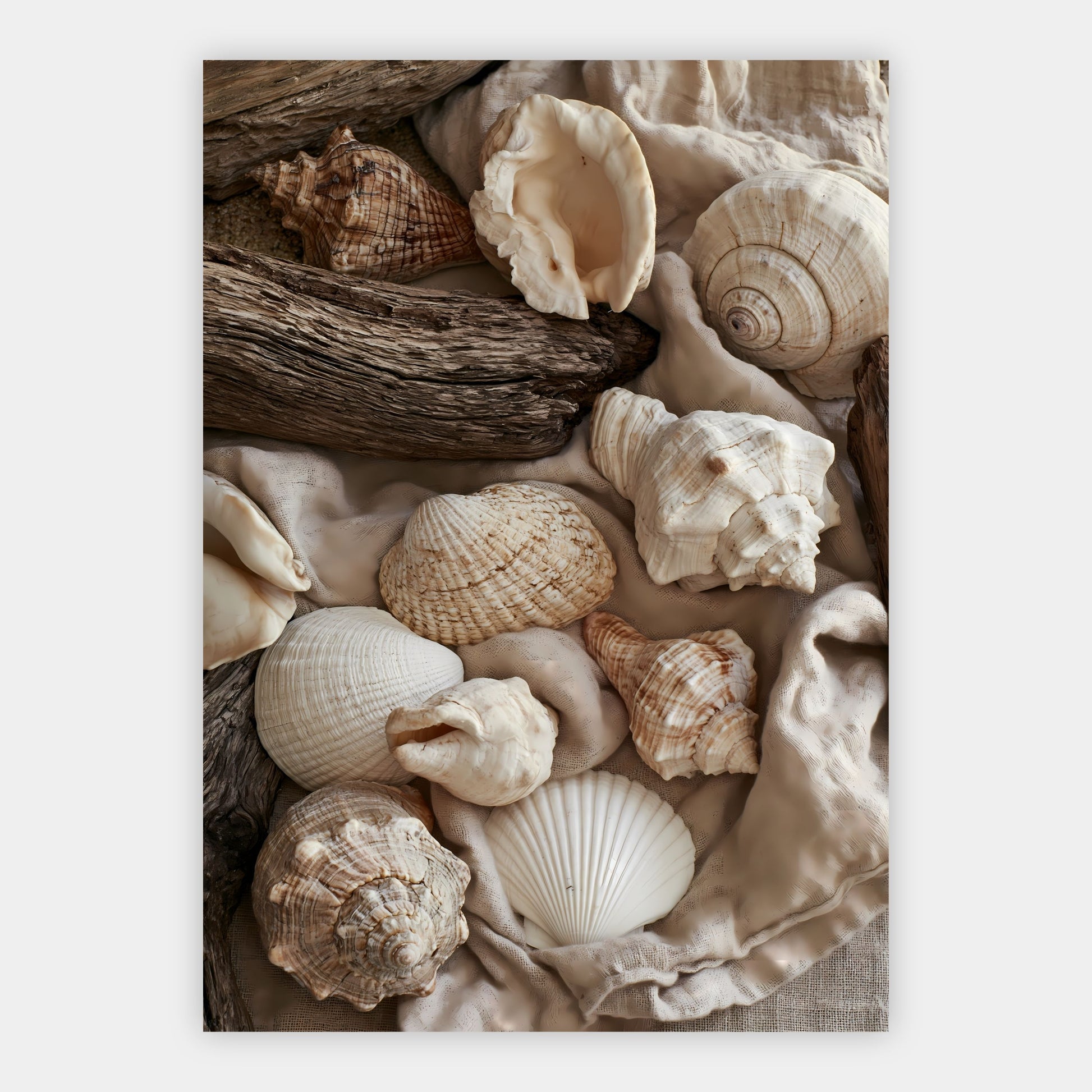 Muscheln und Leinen Poster – Freisteller