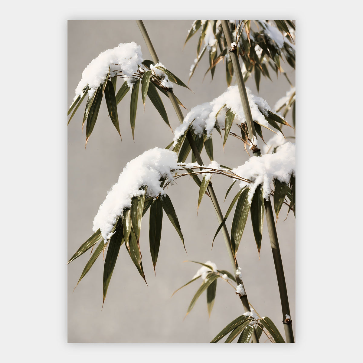 Bambus im Winter Poster – Freisteller