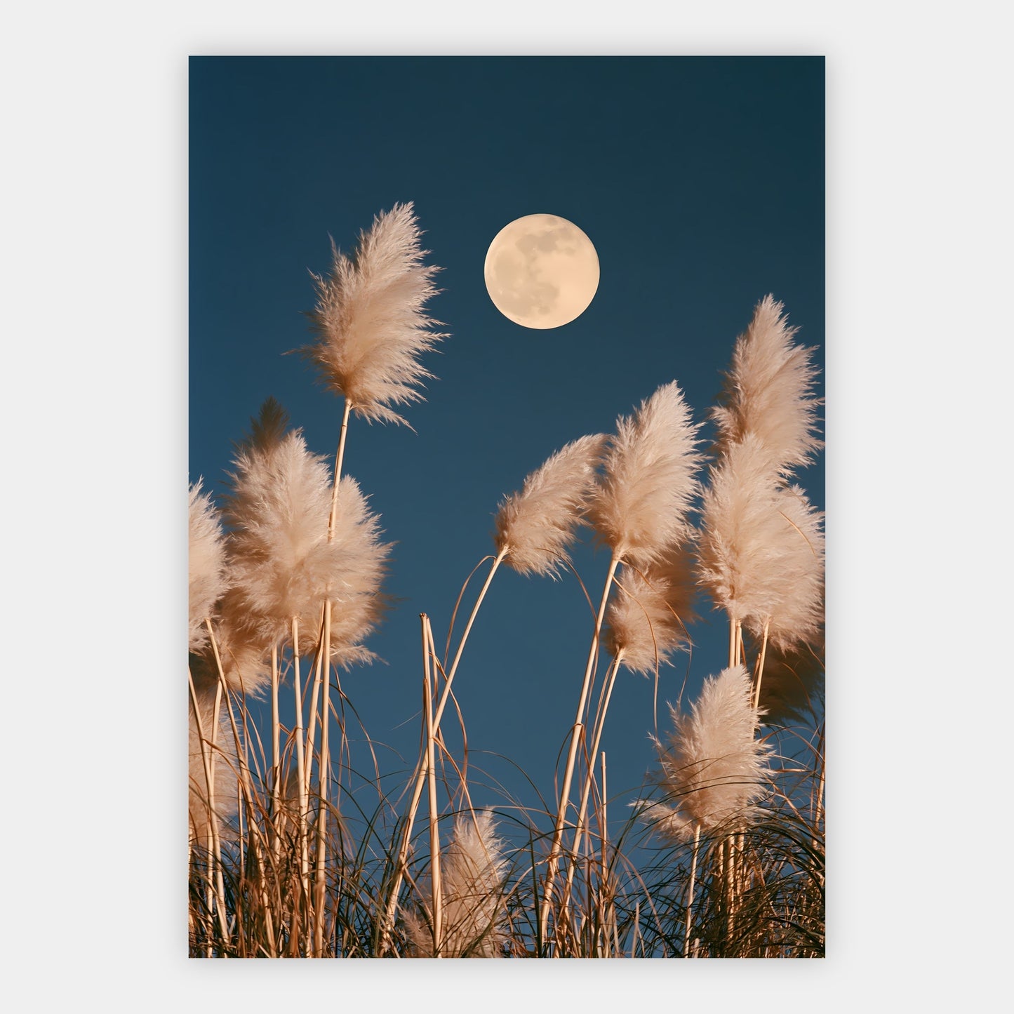 Mond hinter Pampasgras Poster – Freisteller