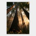 Redwoodwald mit Sonnenlicht Poster – Freisteller