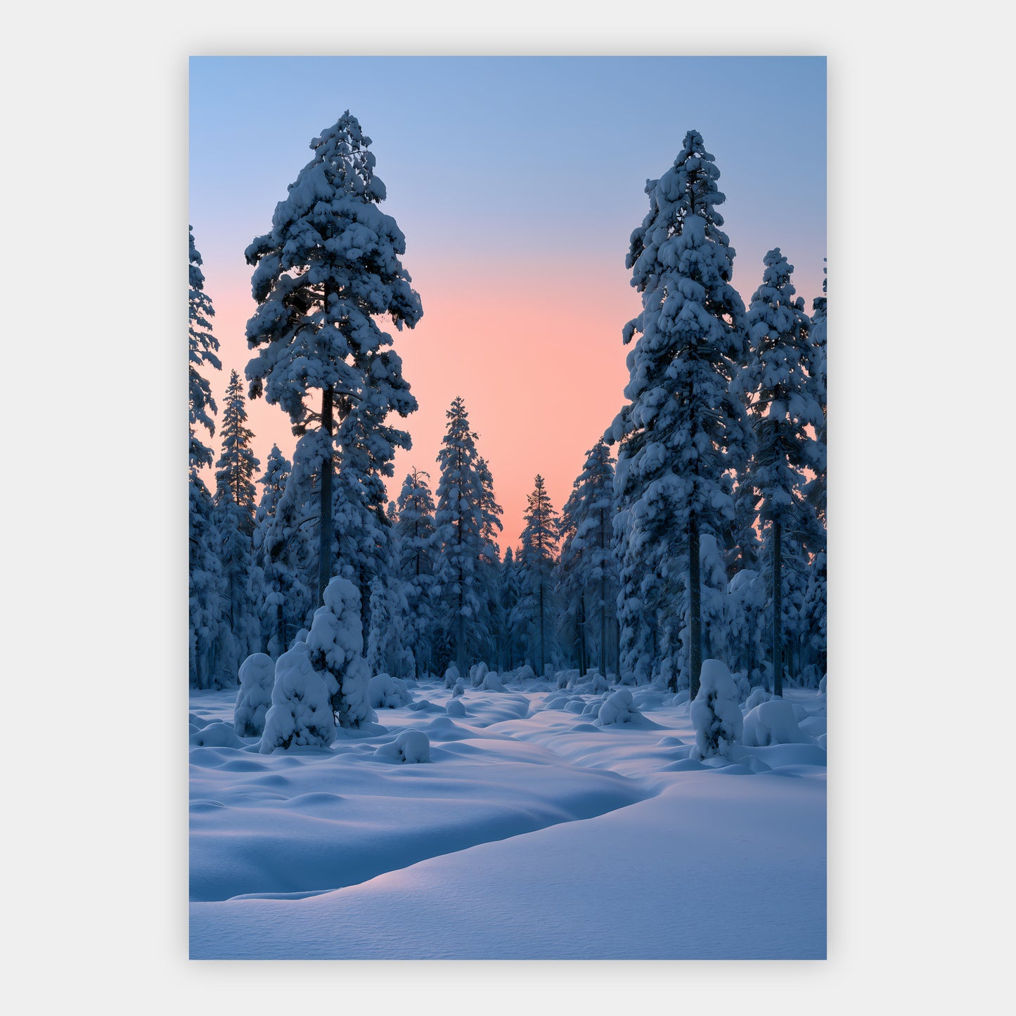 Verschneiter Kiefernwald Poster – Freisteller