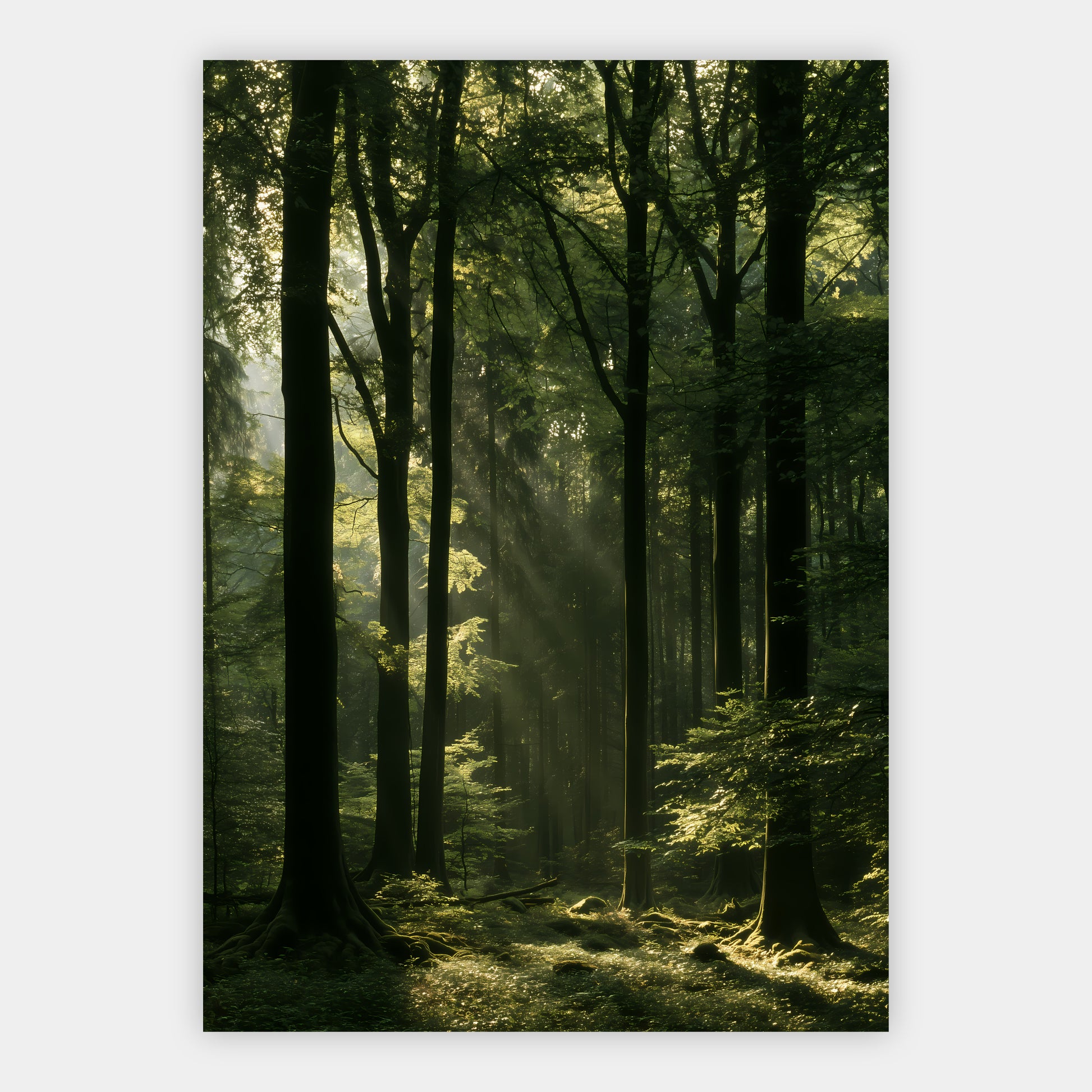 Buchenwald mit Lichtstrahlen Poster – Freisteller