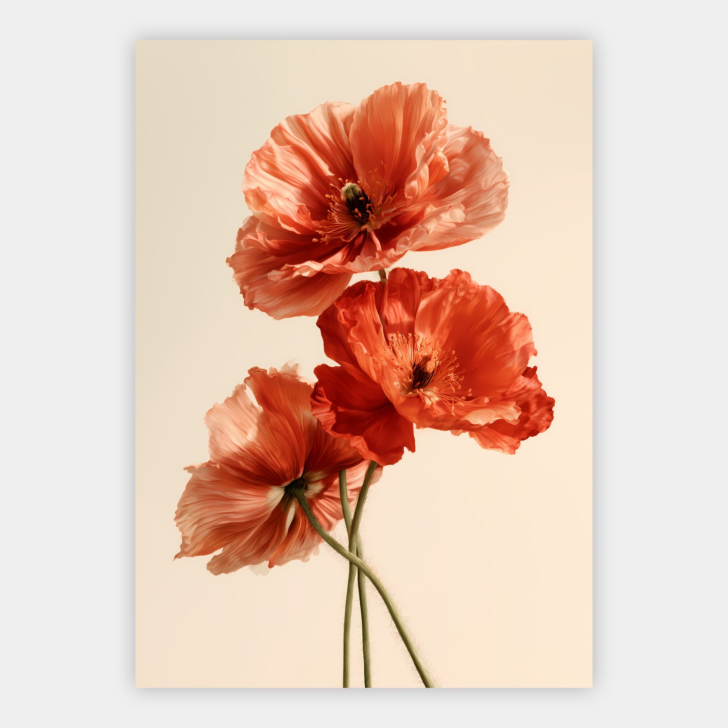 Mohnblumen Poster – Freisteller