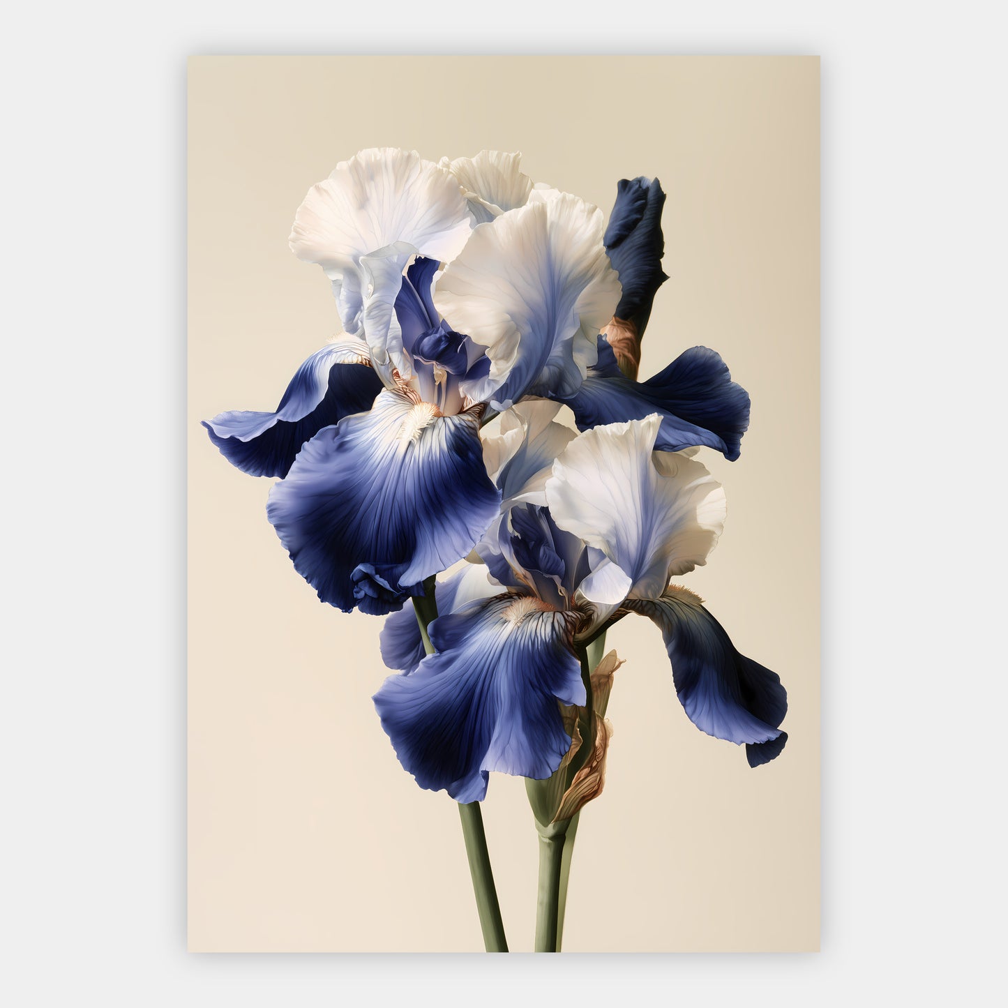 Irisblüten Poster – Freisteller