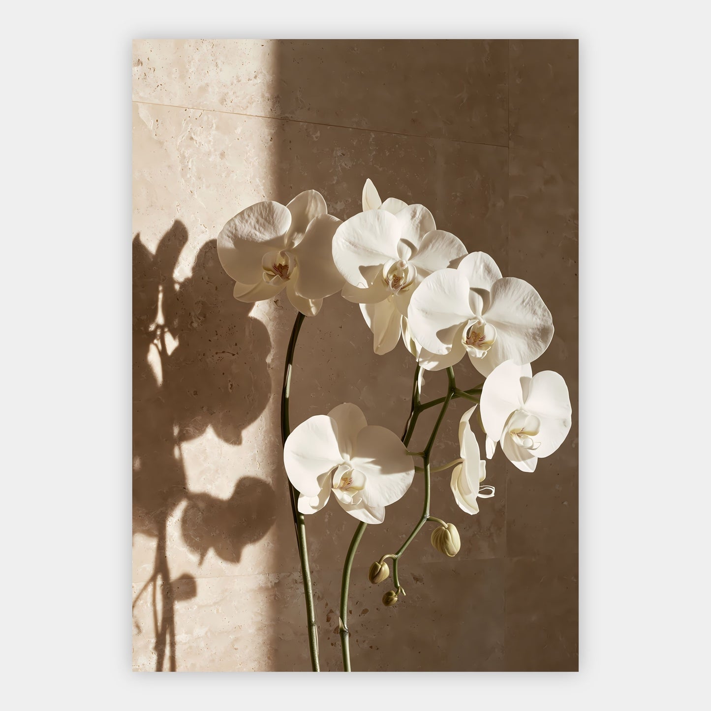 Orchideen und Schatten Poster – Freisteller
