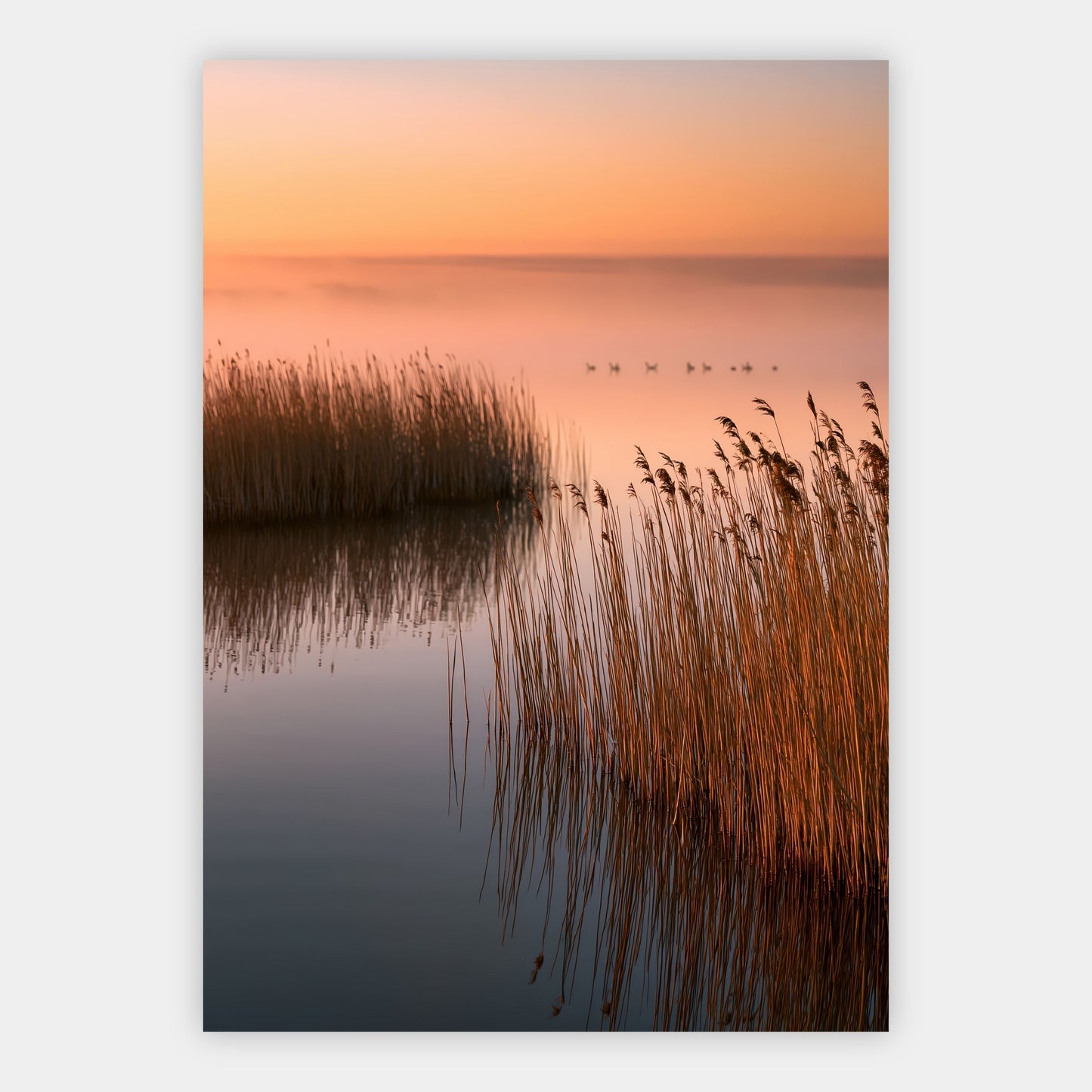 Schilfmarsch im Morgenlicht Poster – Freisteller