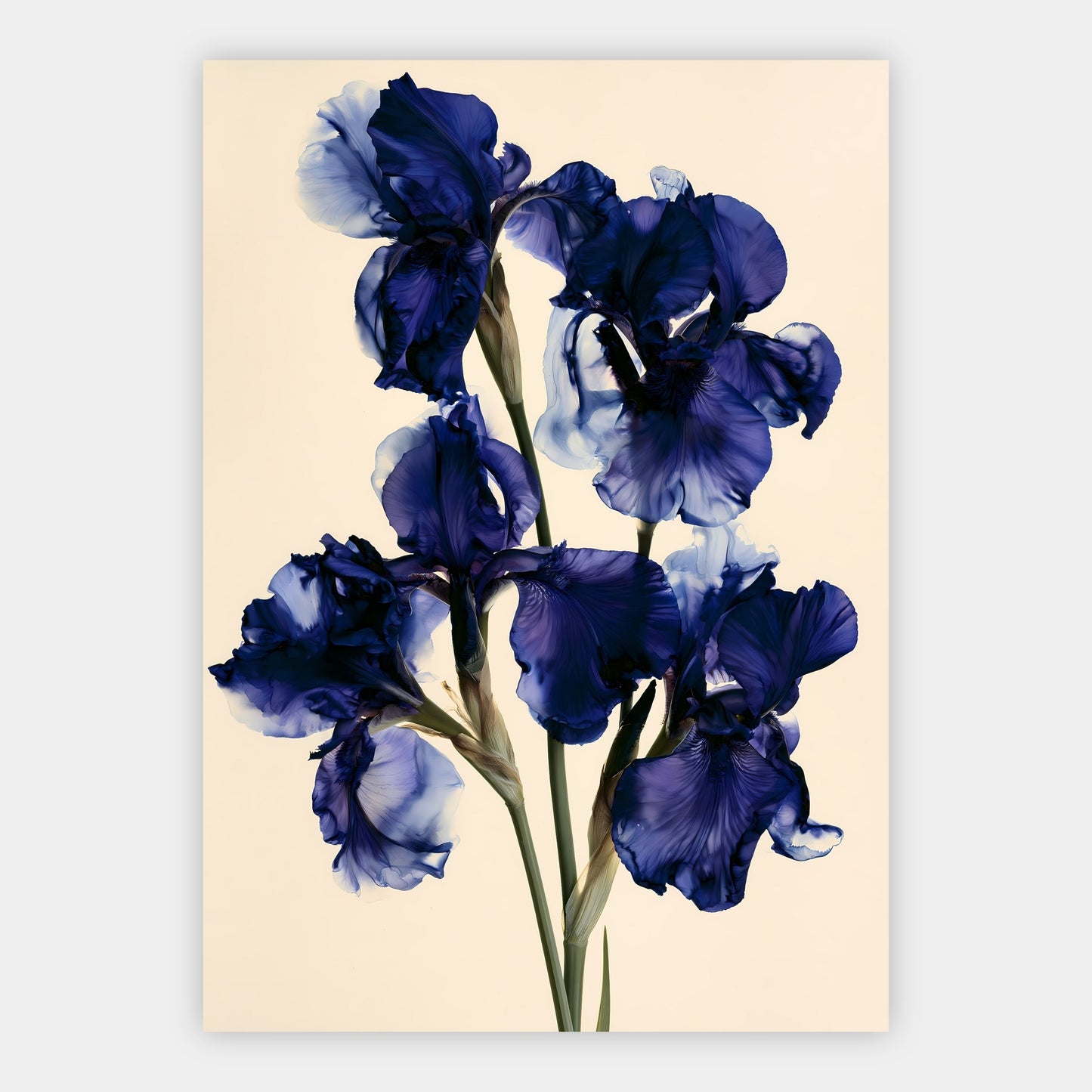 Iris in Indigo Poster – Freisteller