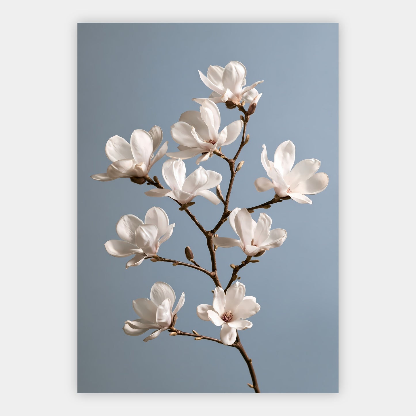 Magnolienzweig Poster – Freisteller