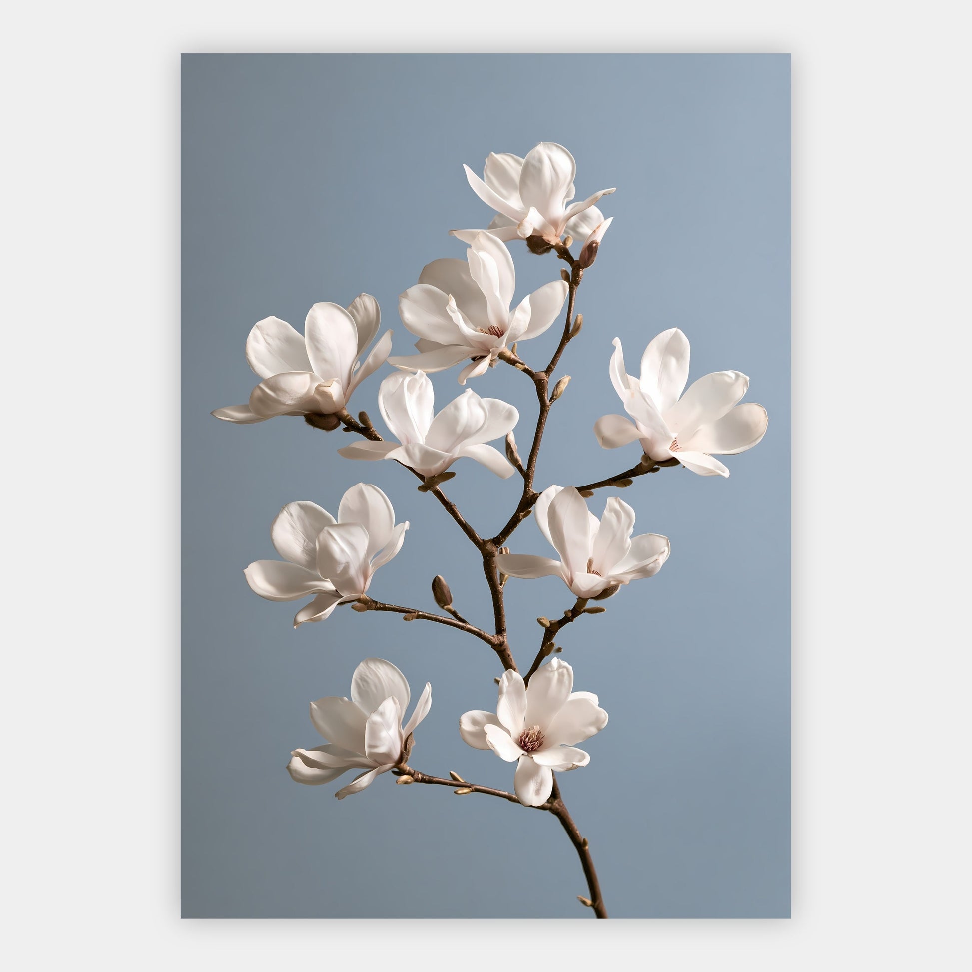 Magnolienzweig Poster – Freisteller