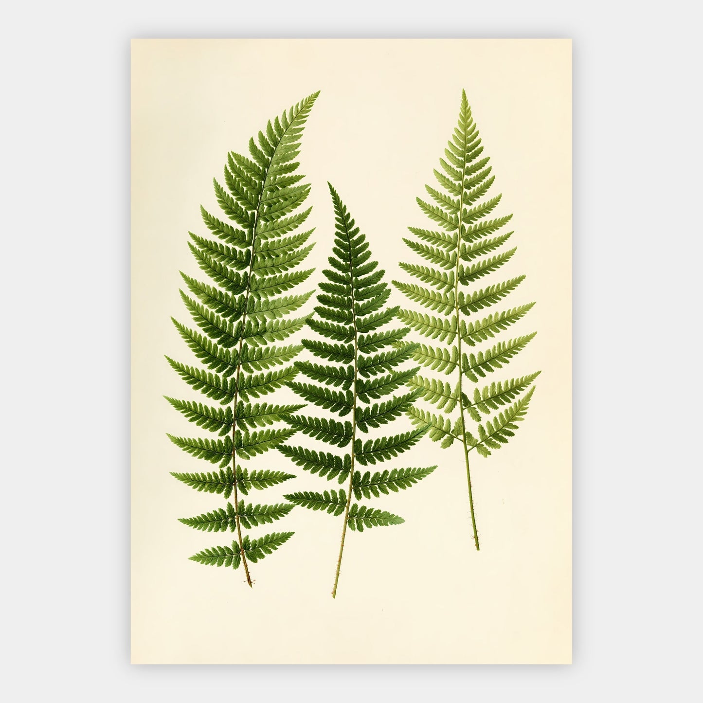 Farn-Sammlung Poster – Freisteller