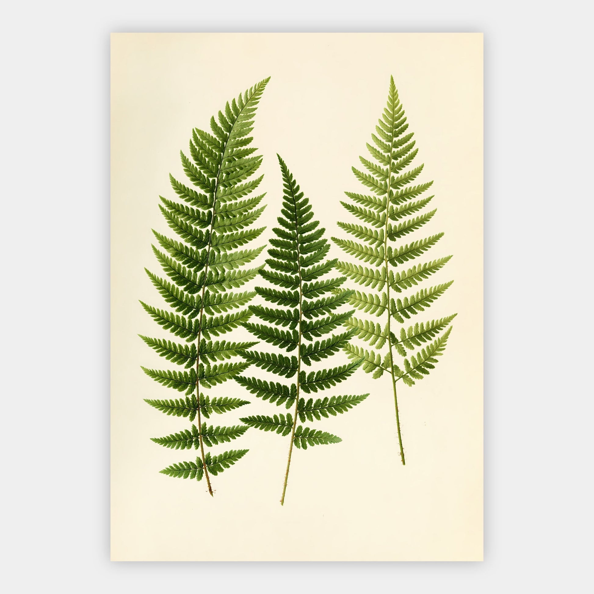 Farn-Sammlung Poster – Freisteller