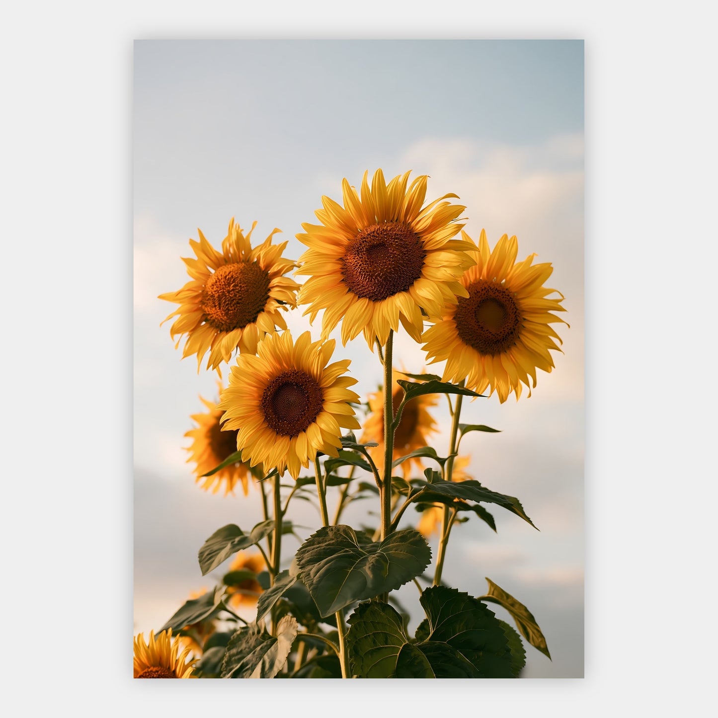 Sonnenblumenfeld modern Poster – Freisteller