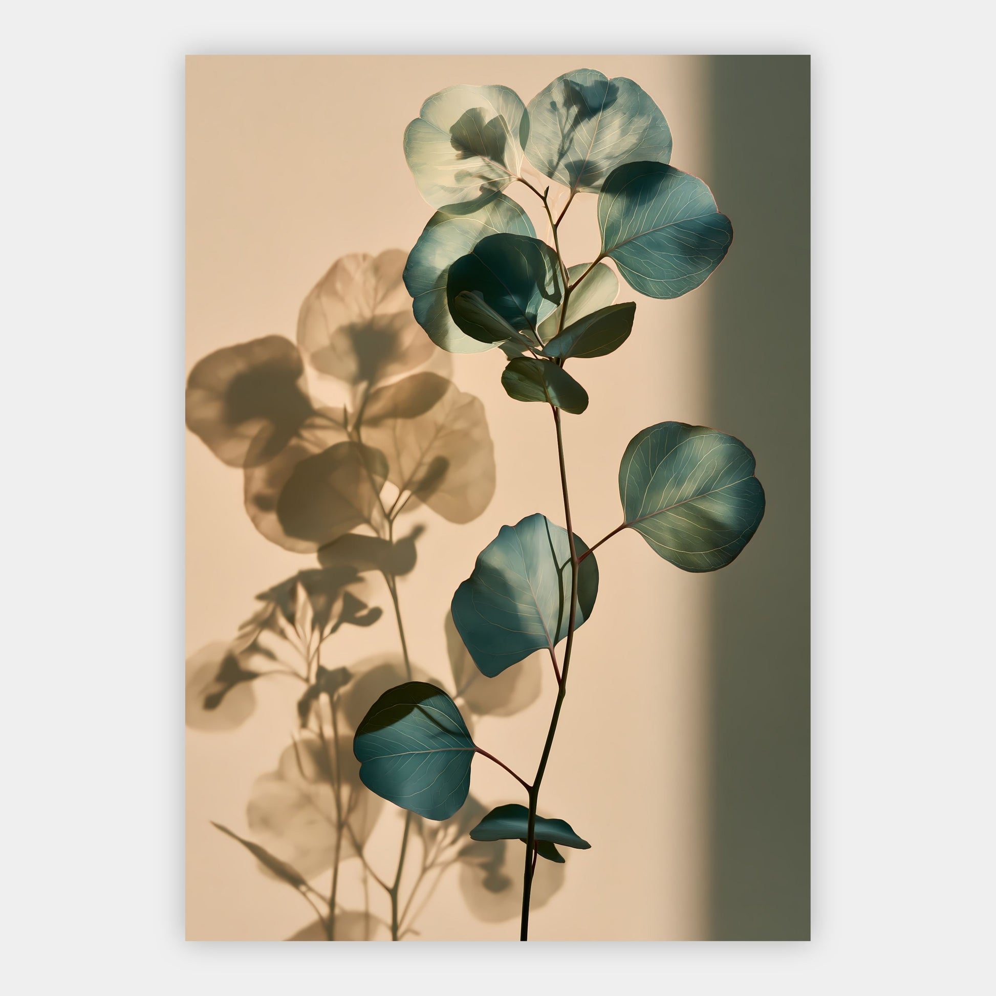 Eukalyptus-Schatten Poster – Freisteller