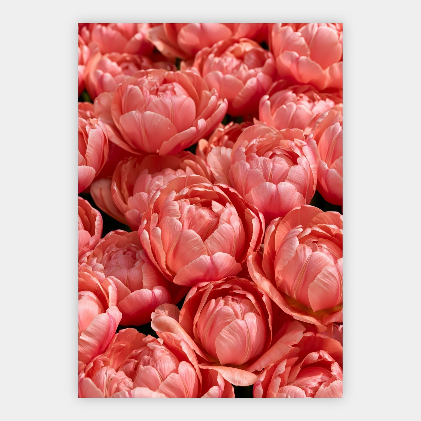 Tulpen als Farbfeld Poster – Freisteller