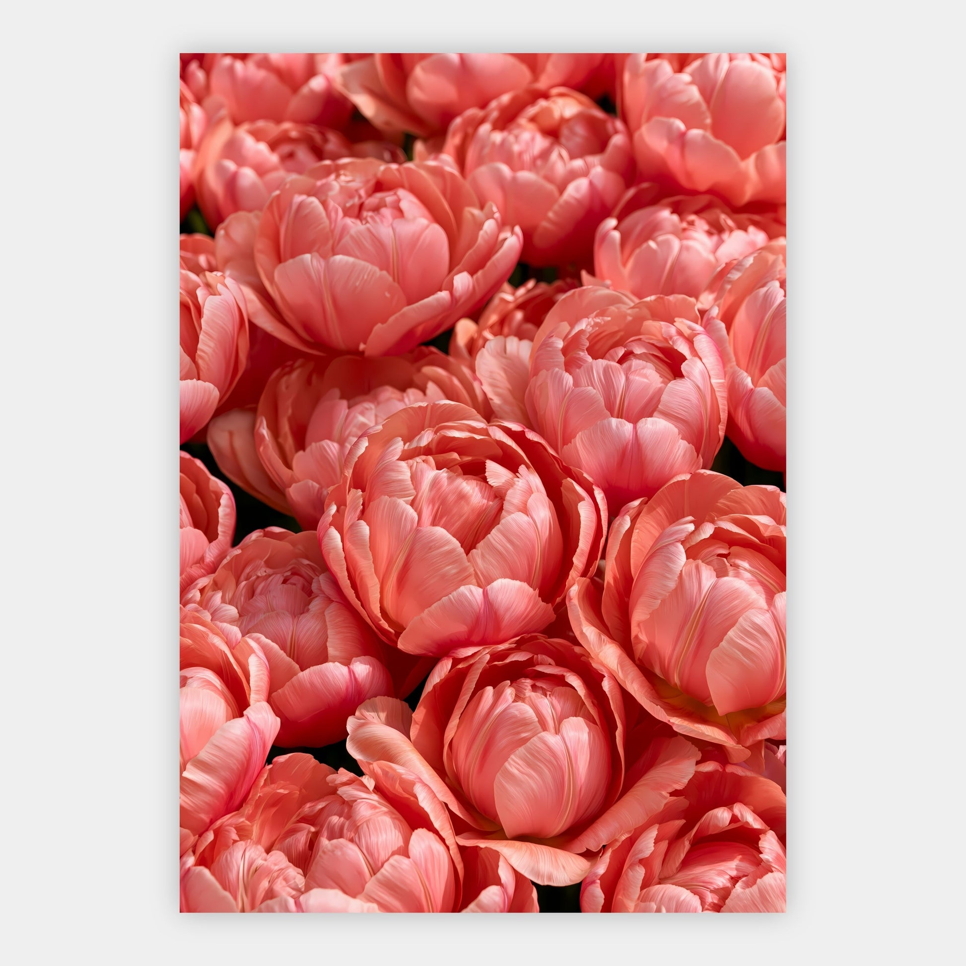 Tulpen als Farbfeld Poster – Freisteller