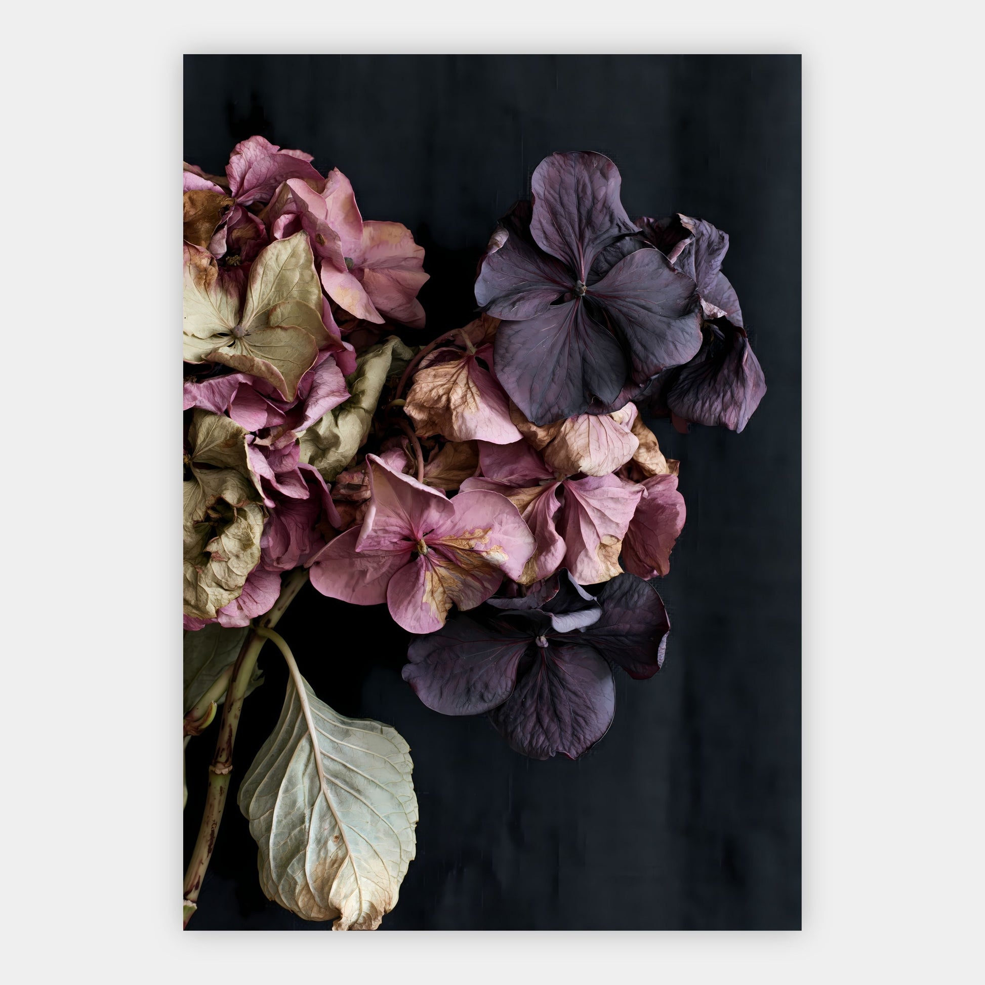 Herbstliche Hortensien Poster – Freisteller