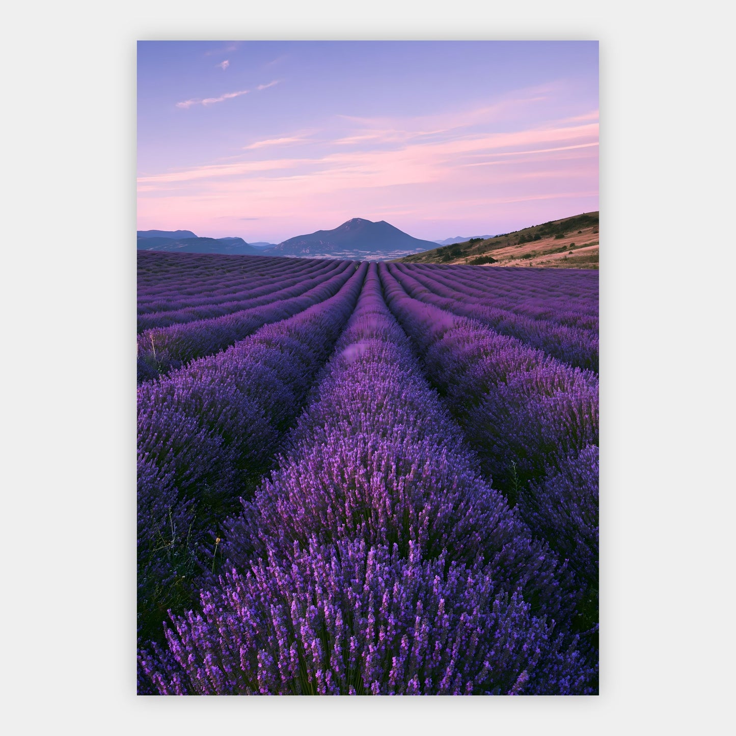 Lavendelfeld am Abend Poster – Freisteller