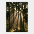 Sonnenstrahlen im Kiefernwald Poster – Freisteller