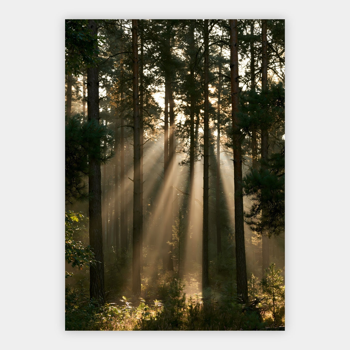 Sonnenstrahlen im Kiefernwald Poster – Freisteller
