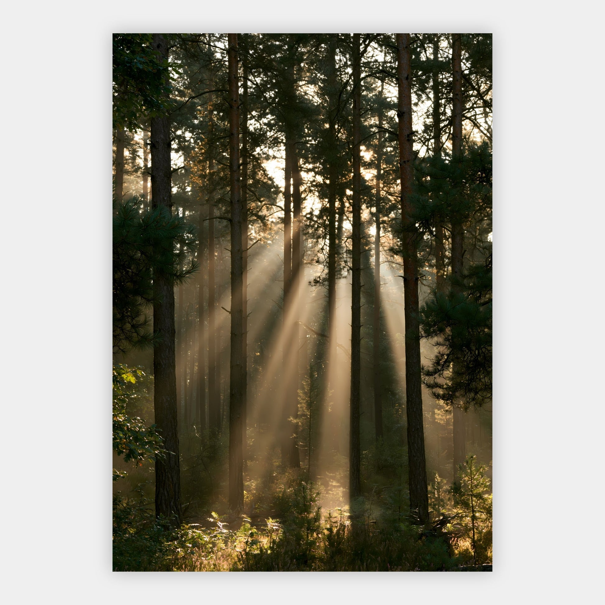 Sonnenstrahlen im Kiefernwald Poster – Freisteller